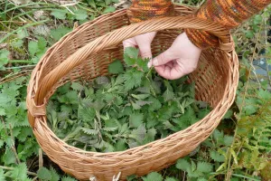 Découverte et dégustation de plantes sauvages comestibles