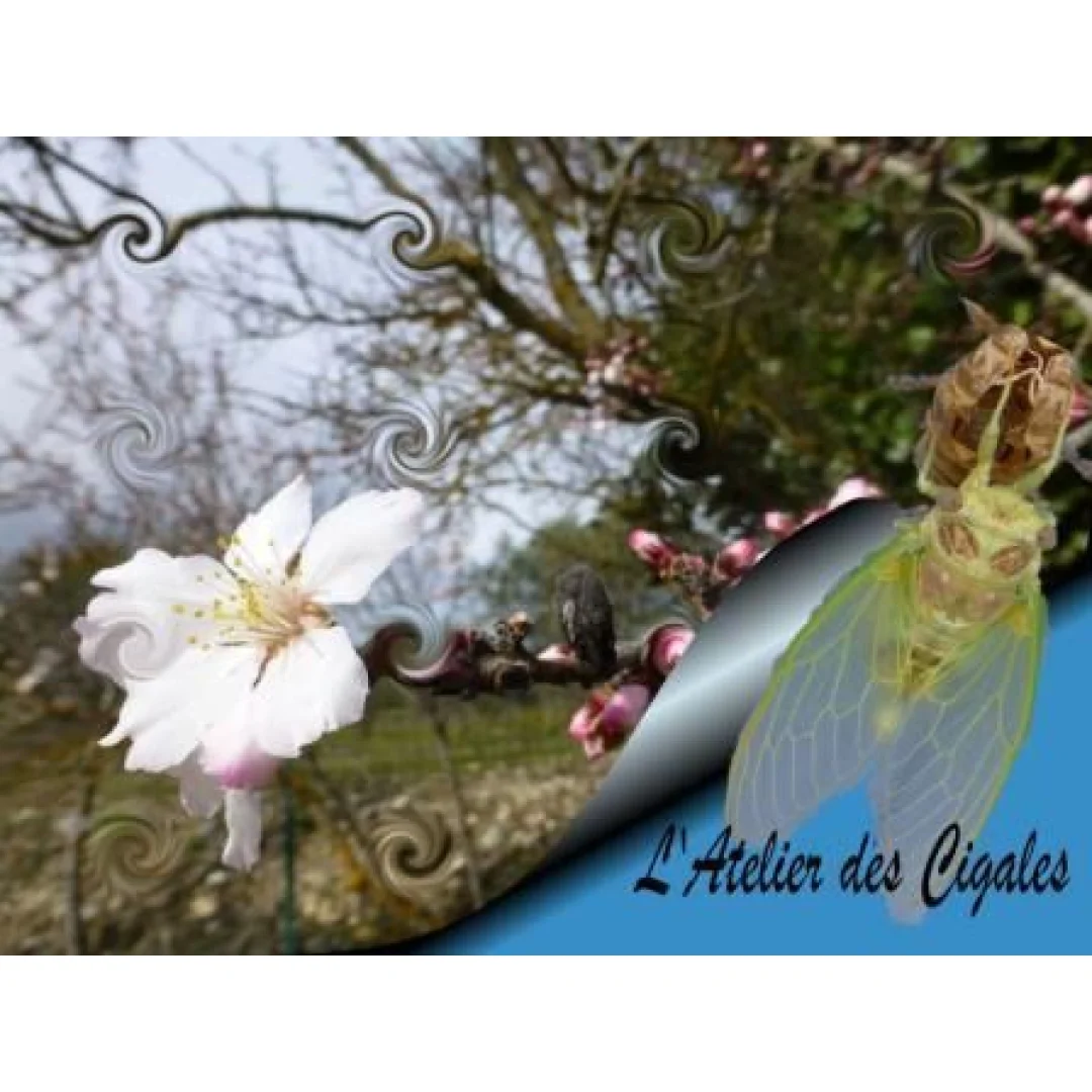 L'Atelier des Cigales