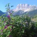 NATURELLEMENT COSMETIQUES