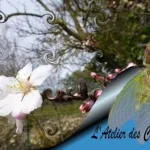 L'Atelier des Cigales